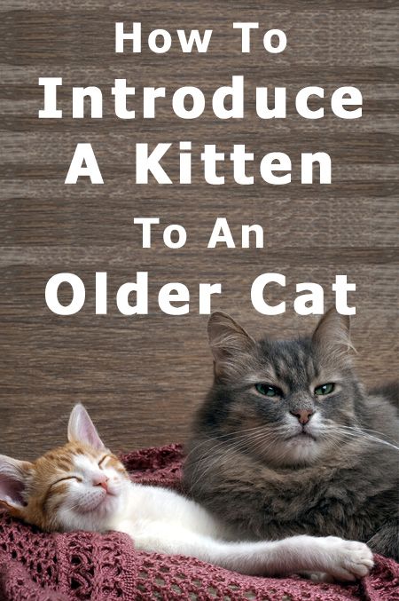 How To Introduce A Kitten To A Cat, Introducing A Kitten To A Cat, Introducing New Kitten To Cat, Introducing Kitten To Cat, How To Introduce A New Kitten To A Cat, Introducing Cats To Cats, How To Introduce Cats, Kittens Care, Cat Tips