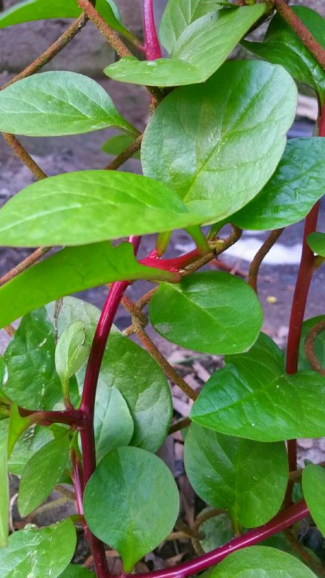 Alugbati Plant, Spinach Growing, Spinach Plant, Indian Spinach, Malabar Spinach, Wishlist 2024, Plant Markers, Healing Herbs, Artificial Flowers