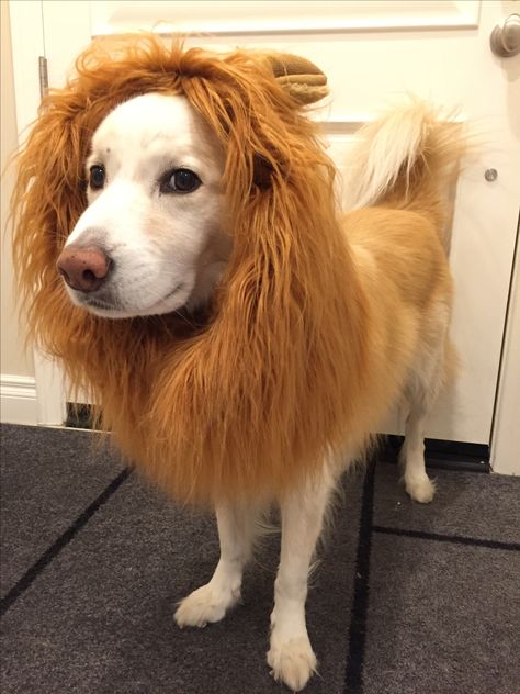 The best Halloween disguise costume goes to - Blizz the lion dog! Large Dog Costumes, Best Dog Halloween Costumes, Great Pyrenees Puppy, Pirate Costumes, Great Pyrenees Dog, Greyhound Art, Wallpaper Beautiful, Lion Dog, Trendy Halloween Costumes