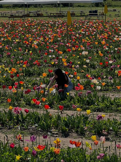 Tulip Picking Aesthetic, Flower Picking Aesthetic, Lenno Italy, Tulip Picking, Tulip Field, Outside Activities, Picking Flowers, Tulip Fields, Amsterdam Travel