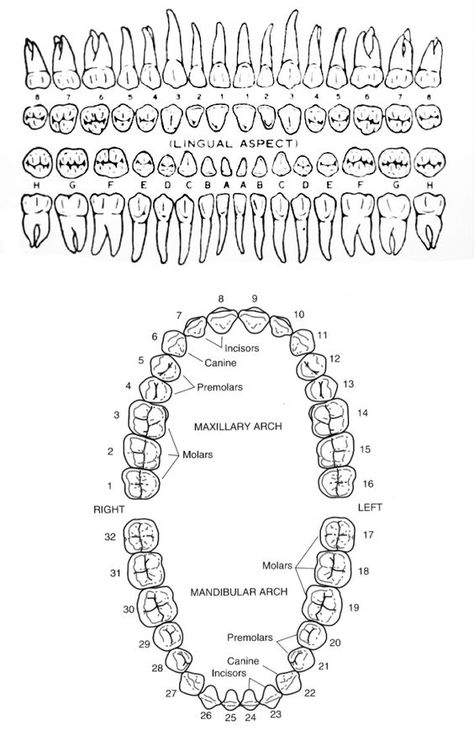 Teeth Diagram Anatomy, Human Teeth Diagram, Dental Diagram, Human Teeth Anatomy, Teeth Diagram, Dental Assistant School, Dental Assistant Study, Teeth Anatomy, Dental Hygiene Student