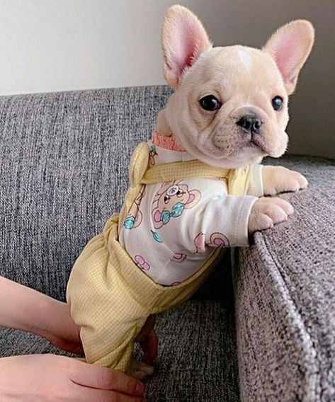 Cream French Bulldog, Big Dogs Breeds, Biggest Dog In The World, Baby French Bulldog, Biggest Dog, Cute Bulldog Puppies, Cute Fluffy Dogs, Really Cute Puppies, Dogs Breeds