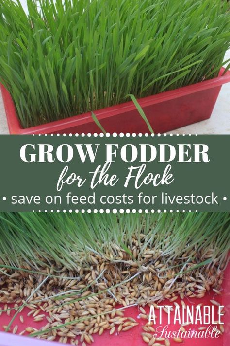 Cut your animal feed costs substantially by sprouting grains like oats, wheat, or barley into fodder. It's great, inexpensive chicken food and good for other livestock, too. Fifty pounds of whole grain can be transformed into as much as 300 pounds of fodder simply by sprouting it. #chickens #livestock #homestead via @Attainable Sustainable How To Grow Sprouts For Chickens, Best Seeds For Chicken Fodder, Sprouting Seeds For Chickens, Sprouted Grains For Chickens, Sprouting Grains For Chickens, Livestock Homestead, Fodder For Chickens, Chicken Fodder, Chicken Feed Recipe