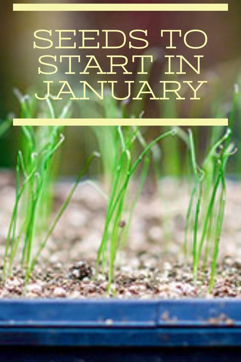 Start your organic garden now! There's many seeds that can be started in January, despite it being cold. Grow seedlings now, then transplant to your organic garden. Seeds To Start In January, Organic Vegetable Garden, Organic Garden, Organic Gardening Tips, Natural Garden, Garden Care, Organic Vegetables, Veggie Garden, Growing Food