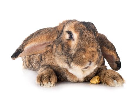 Giant rabbits are an endearing type of rabbit breed, but what are the differences between the two biggest: the Flemish Giant and the Continental Giant Rabbit. Continental Giant Rabbit, Giant Rabbit Breeds, Giant Rabbits, Flemish Giant Rabbit, Giant Rabbit, All About Rabbits, Flemish Giant, Rabbit Breeds, Large Rabbits