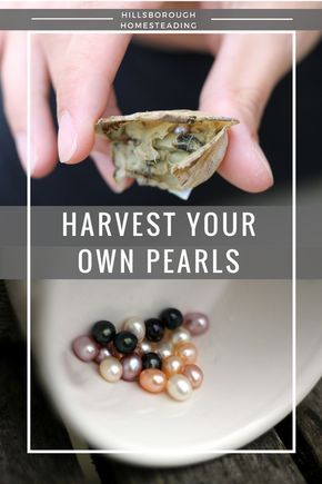 Unique gift idea! Buy oysters with cultured pearls insides. Black, white, peach and purple pearls. Perfect for birthdays, Mother's Day, anniversaries, etc. Water Farming, Cash Crops, Modern Homestead, Homestead Life, Gifts Homemade, Homestead Ideas, Cash Crop, Hobby Ideas, Homesteading Skills