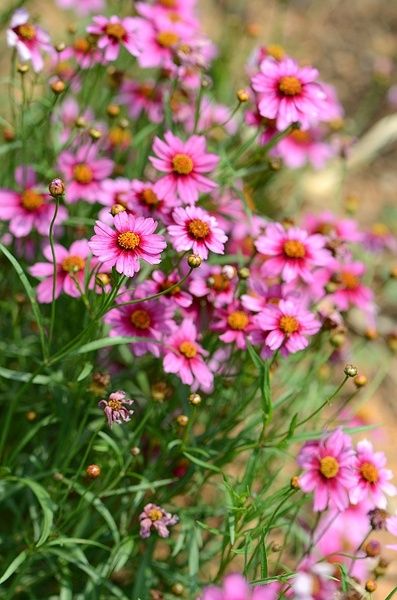 Coreopsis rosea Cranesbill Geranium, Garden Goals, Flannel Flower, Flax Flowers, Cut Flower Garden, Hardy Perennials, Front Yard Garden, Evening Primrose, Garden Stuff