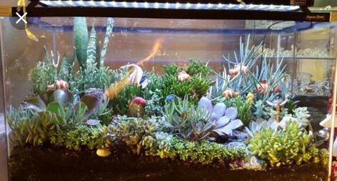 Fish Tank Garden, Terrarium Succulent, Diy Succulent Terrarium, Fish Tank Terrarium, Cactus Terrarium, Succulent Display, Diy Fish Tank, Succulent Garden Diy, Terrarium Decor