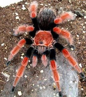 Creepy Crawlers, Spider Webs, Creepy Crawlies, Arthropods, Arachnids, Beetles, Spiders, Snakes, Frogs