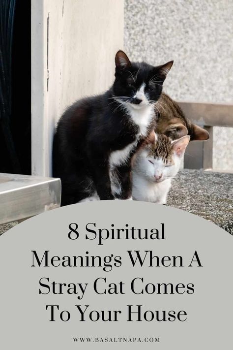 8 Spiritual Meanings When A Stray Cat Comes To Your House Spiritual Meaning Of Cats, Cat Spirit Animal Meaning, Black And White Cat Spiritual Meaning, Cat Colors Meaning, Cats Meaning, Cat Spiritual Meaning, Cat Guardian, Cat Meaning, Black Cat Meaning