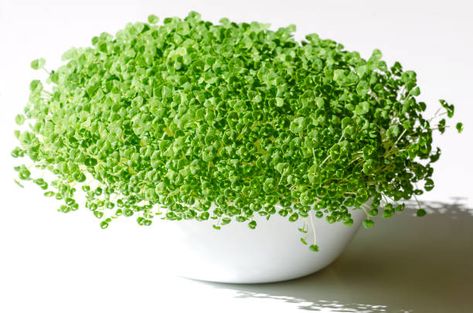 Chia microgreens appear to have been forgotten for a long time. While the seeds are high in omega 3, antioxidants, fiber, and other nutrients, you may be surprised to hear ... Read More The post Chia Microgreens: Why They’re So Good for You appeared first on Tiny Kitchen Divas. Chia Seed Microgreens, Chia Seed Sprouts, Chia Microgreens, Chia Sprouts, Microgreens Benefits, Salvia Hispanica, Micro Greens, Chia Seeds Benefits, Modern Agriculture