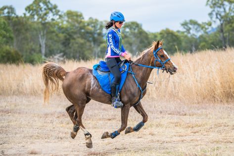 Arabian Endurance Horse, Horse Endurance Riding, Endurance Horse Riding, Horse Disciplines, Cute Horse Riding Outfits, Endurance Horse, Endurance Riding, Beauty And Grace, Horse Riding Clothes