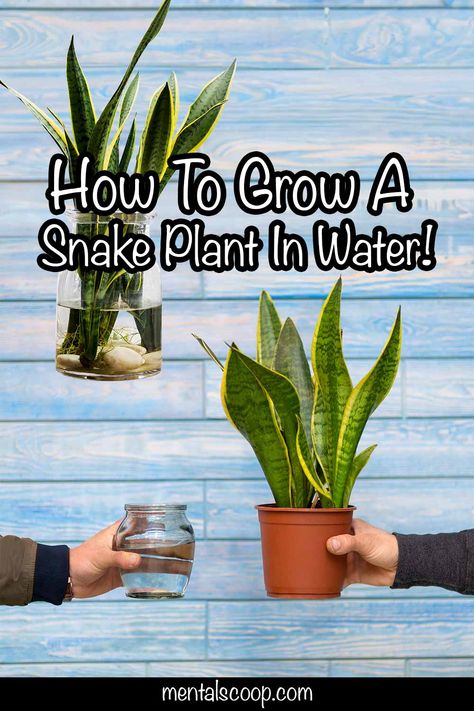 Separating Snake Plant, How To Repot A Snake Plant, Snake Plant In Water, Snake Plant Indoor, Plant In Water, Plants Grown In Water, Miniature Cows, Snake Plants, Plant Indoor