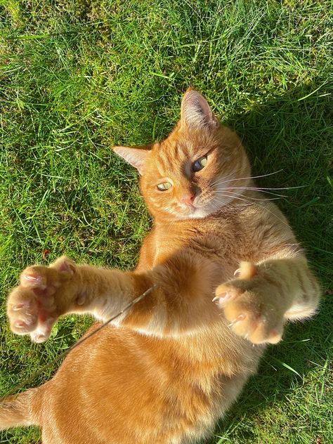 Ginger Cats Aesthetic, Cat Lady Aesthetic, Streamer Aesthetic, Calming Cat, Cat Summer, Ginger Cat, Gorgeous Cats, Orange Cats, Red Cat