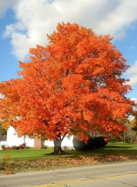 Autumn Fantasy Maple Tree, Maple Tree Aesthetic, Maple Trees, Plant Tree, Sugar Maple, Maple Tree, Nature Study, Fall Aesthetic, Beautiful Tree