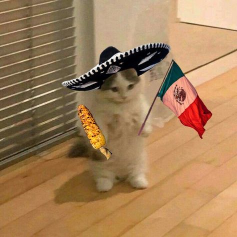 Gatos Random Icons, Mexican Playlist Covers, Standing Cat Pfp, Latina Wallpaper, Funny Mexican Pictures, Cute Cat Pfp, Standing Cat, Cat Standing, Anime Kitten