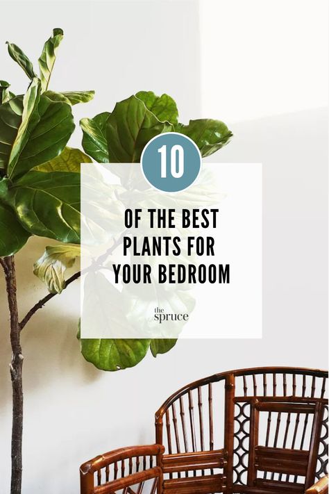 Plants are perfect for beautifying any bedroom and can also help purify the air for a better night's rest. Here are 10 plants we'd recommend adding to your bedroom. Indoor Plants Decor Bedroom, Indoor Plants Bedroom, Best Bedroom Plants, Bedroom Plants Decor, Best Plants For Bedroom, Low Maintenance Indoor Plants, Indoor Plants Low Light, Hanging Plants Indoor, Best Indoor Plants