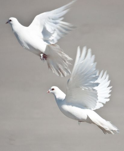 because of their ethereal quality and their ability to ascend , throughout history they have become a symbol for the soul ...................... Vogel Gif, Dove Pigeon, White Things, Frida Art, White Birds, तितली वॉलपेपर, White Doves, White Bird, Birds Flying