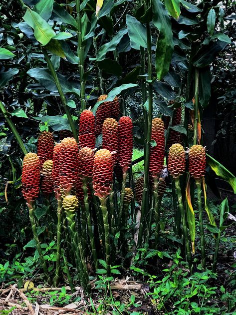 Grandma's Beehive Ginger are gigantic! Beehive Ginger, Garden Foliage, Aesthetics Moodboard, Ginger Plant, Cool Emoji, Native Gardens, Plant Wishlist, Start A Vegetable Garden, Batik Design