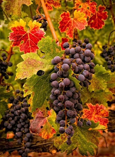 Life's little treasures Autumn Vineyard, Wine Vineyards, Grape Harvesting, Purple Home, Beautiful Fruits, Vitis Vinifera, Harvest Time, Fabulous Fall, Autumn Beauty