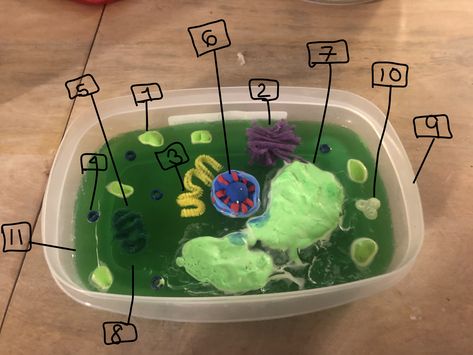 This is a plant cell diorama. I made a animal cell diorama and loved making it. I used Jello for the base and used items from the craft store to make the organelles. This was a really fun project! Cell Diorama, Animal Cell Project, Cells Project, Animal Cell, Plant Cell, Craft Store, The Craft, School Projects, Craft Stores