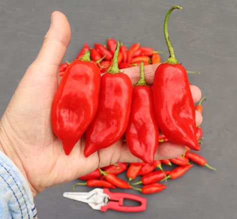 Variety Spotlight: Aji Rico Pepper – Happy Acres Blog Pepper Plants, Vinegar And Water, Hot Pepper, Variety Of Fruits, Garden Recipes, Peppers Recipes, Pizza Toppings, Fermenting, Rice Vinegar