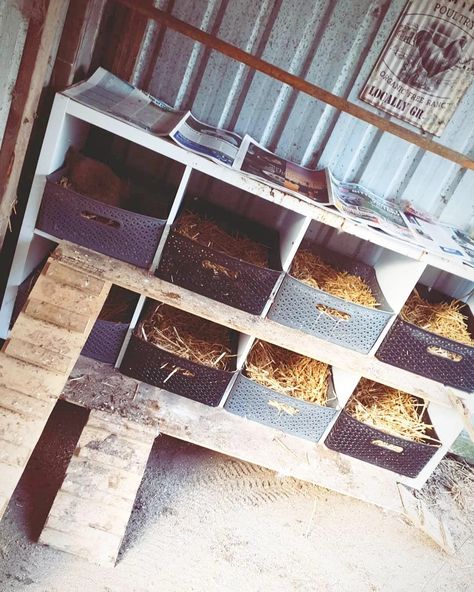 Cute Chicken Coop Accessories, Easy Chicken Nesting Box Ideas, Repurposed Furniture Chicken Coop, Cube Storage Nesting Boxes, Easy Pallet Chicken Coop, Inside Chicken Shed Ideas, Pallets Chicken Coop, Cube Organizer Nesting Boxes, Diy Chicken Beds