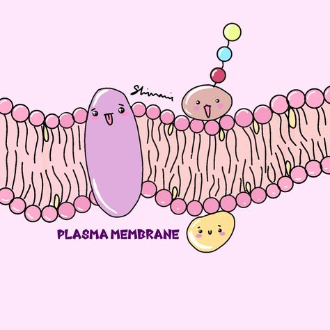 doodle kawai cute aesthetic Plasma Membrane Drawing, Endoplasmic Reticulum Drawing, Cell Membrane Drawing, Microbiology Stickers, Animal Cell Drawing, Ako Kresliť, Plasma Membrane, Animal Cell, Grade 10