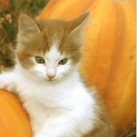 halloween matching pfps cats :D Halloween Cats Matching Pfp, Cute Matching Pfp Best Friends, Halloween Cat Matching Pfp, Matching Pfp For 2 People, Fall Pfp Matching, Halloween Profile Pics Matching, Matching Pfps Cats, Matching Fall Pfp, Halloween Pfps Matching