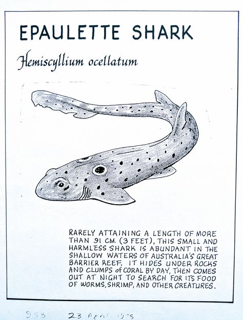 Epaulette Shark (Hemiscyllium ocellatum) Epaulette Shark Drawing, Shark Information Poster, Epaulette Shark Tattoo, Marine Biology Aesthetic Notes, Epaulette Shark, Shark Posters, Shark Information, Oceanography Marine Biology, Shark Poster