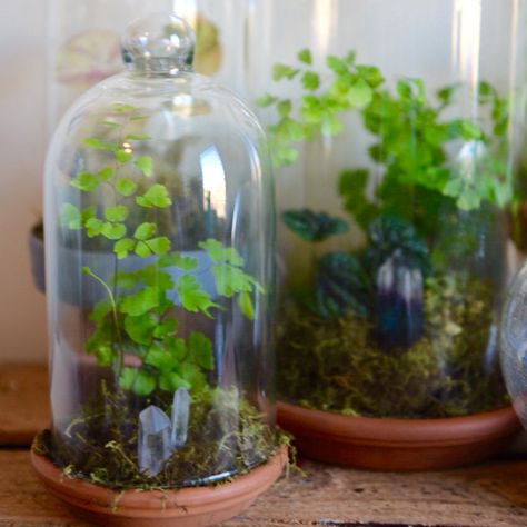 Glass Cloche Terrarium, Bell Jar Terrarium, Cloche Terrarium, Dome Terrarium, Maidenhair Fern Terrarium, Flower In Glass Dome, Moss Closed Terrarium, Terrarium Inspiration, Garden Spells