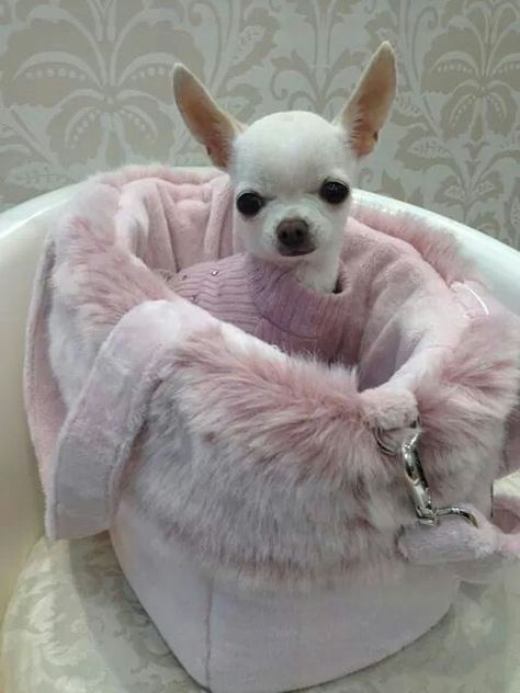 Aww Cute Dog Carrier, Pink Chihuahua, Teacup Chihuahua Puppies, Baby Chihuahua, Puppy Mom, Dog Mommy, Spoiled Dogs, Cute Chihuahua, Chihuahua Lover