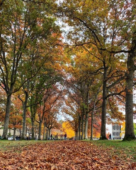 University of Victoria on Instagram: “Happy Halloween! 🎃👻🍁” University Of Victoria British Columbia, Victoria Canada Aesthetic, Happy Hallow, University Of Victoria, Canada Christmas, Board Wallpaper, Victoria Bc Canada, Vision Board Wallpaper, University Of British Columbia