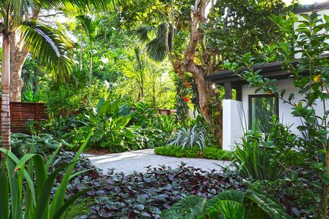 Mid-Century Garden - CARLOS SOMOZA | LANDSCAPE ARCHITECTURE Miami Backyard Landscaping, Miami Garden Ideas, Mid Century Landscaping, Miami House, Venice House, Willow Oak, Outdoor Living Ideas, Indian Garden, Pool Landscape