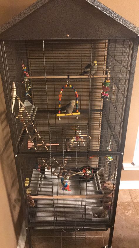 Budgie Cage Setup Aesthetic, Cockatiel Cage Ideas, Cockatiel Cage Setup Ideas, Cockatiel Cage Setup, Cockatiel Aviary, Bird Cage Ideas, Macaw Cage, Homemade Bird Toys, Cockatiel Toys