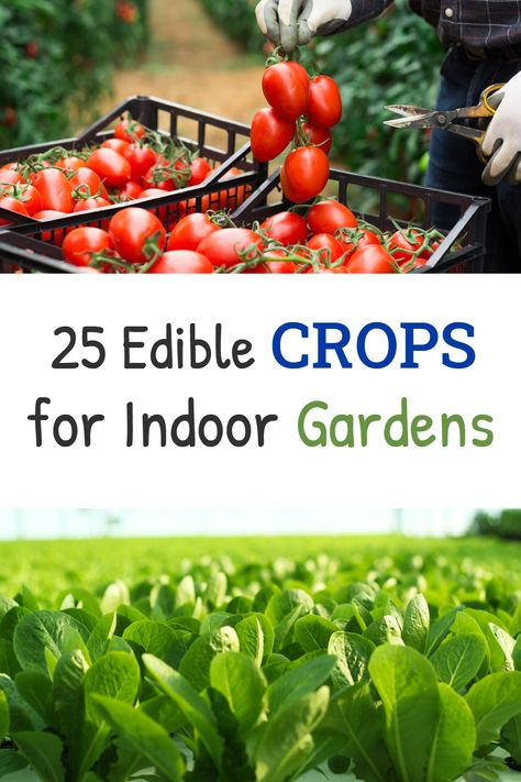 Indoor Edible Garden, Edible Garden Ideas, Planting Food, Indoor Mini Garden, Indoor Garden Apartment, Growing Food Indoors, Sustainable Homestead, Companion Gardening, Edible Gardens