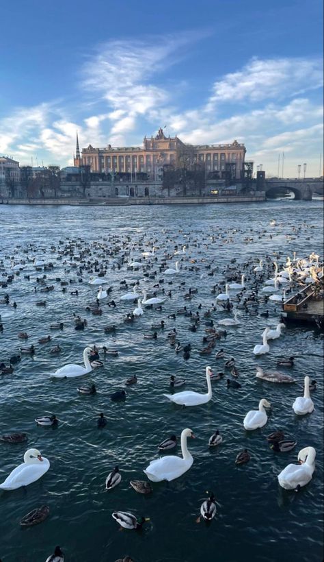 Stockholm Sweden Travel, Sweden Travel Aesthetic, Sweden Summer Aesthetic, Stockholm Sweden Aesthetic, Stockholm Lifestyle, Winter Stockholm, Stockholm University, Swedish Aesthetic, Canada Aesthetic