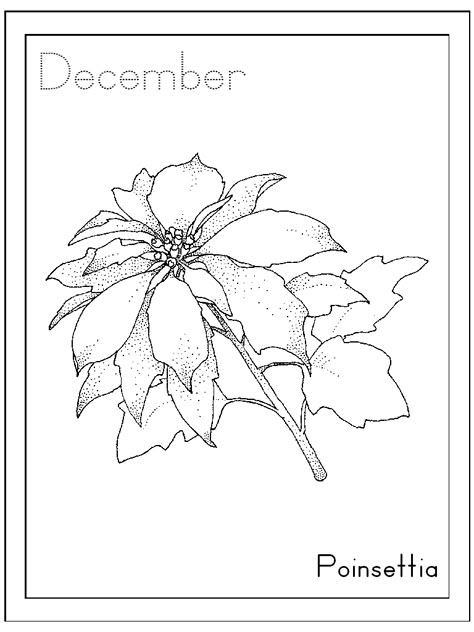 Free Printable Poinsettia Coloring Pages For Kids Poinsettia Line Drawing, Colonial Knot, Nature Coloring Pages, Free Christmas Coloring Pages, Holiday Coloring Pages, Flower Line Drawings, Free Coloring Pages For Kids, Birth Flower Tattoos, Coloring Sheets For Kids