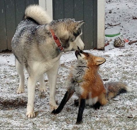 Siberian husky finds new playmate in adopted vixen cub. Cora and Teagan do everything together. Wolf And Fox Love, Animal Duos, Wolf And Dog, Fox And Wolf, Husky Breeds, Maned Wolf, Fox Dog, Husky Lover, The Hound