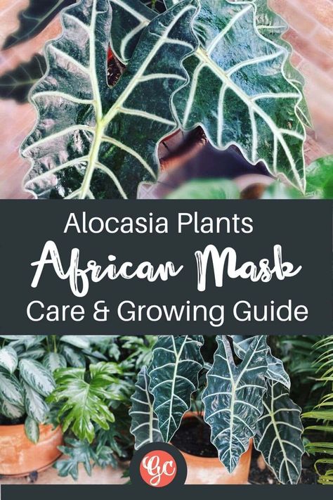 Alocasia Plant (African Mask) – Types, Care, And Growing Tips African Mask Plant Care, African Mask Plant, Mayan Mask, Alocasia Plant, Scale Insects, Mask Types, Poisonous Plants, African Mask, Growing Tips