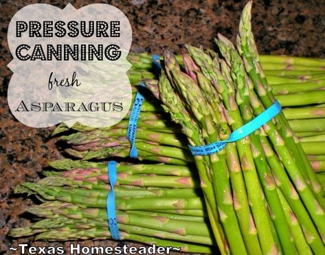 Preserving The Harvest: Canning Fresh Asparagus. Enjoy the taste of spring all year long! #TexasHomesteader Canning Asparagus, Pickled Asparagus, Pressure Canning Recipes, Low Acid Recipes, Steamed Asparagus, Bacon Wrapped Asparagus, Pressure Canner, Fresh Asparagus, Spring Vegetables