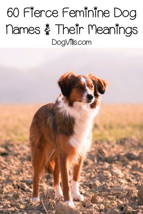 If you're looking for some fantastic strong female dog names and meanings, you'll adore our list! Check out 60 of the fiercest feminine names for your pup!     #dognames #dogadoption #dogadvice  #dogvills Strong Female Dog Names, Puppies Names Female, Viking Names, Names And Meanings, Girl Dog Names, Female Dog Names, Best Dog Names, Feminine Names, Cute Names For Dogs