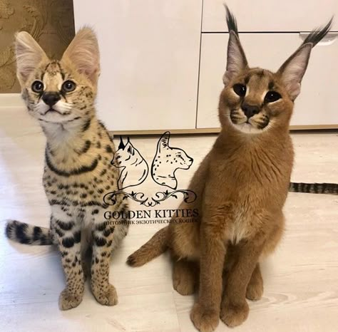 Serval And Caracal, Caracal Kittens, Serval Cat, Caracal Cat, Serval Cats, Rare Cats, Gorgeous Cats, Silly Cats Pictures, Cute Cats Photos