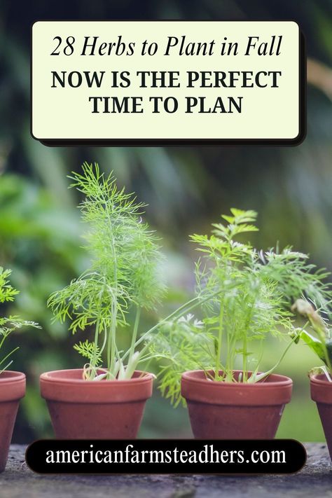 28 Herbs to Plant in Fall: Now is the Perfect Time to Plan Winter Herb Garden, Herbs To Plant, Plant In Fall, Pastured Poultry, How To Make Compost, Medicinal Herbs Garden, Winter Gardening, Herbal Tinctures, Perennial Herbs