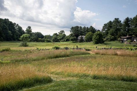 Landscape Architect Visit: A Dreamy Property in the Suburbs that "Invites the Meadow In" - Gardenista Wildflowers Garden, Coastal Garden, Whale Song, Grow Wildflowers, Asclepias Tuberosa, Grasses Landscaping, Landscape Construction, Scottish Landscape, Wildflower Garden