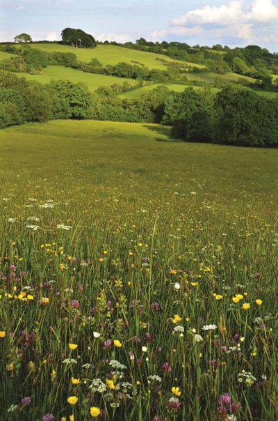 All The Bright Places, Wild Flower Meadow, Arte Inspo, The Meadows, Garden Cottage, Nature Aesthetic, Flower Field, Farm Life, Country Life