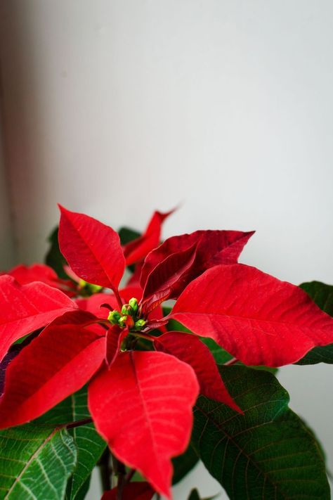 red poinsettia plant flower Poinsettia Photography, Poinsettia Painting, Floral Reference, Mascarpone Filling, Christmas Plant, Flower Reference, Life Reference, Store Inspiration, Poinsettia Plant