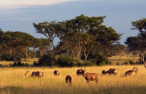 Queen Elizabeth NP Photos – Images & pictures Travel Tech, Perfect Itinerary, Bird Species, Tourist Destinations, Great View, Queen Elizabeth, Uganda, Places To See, Animals Wild