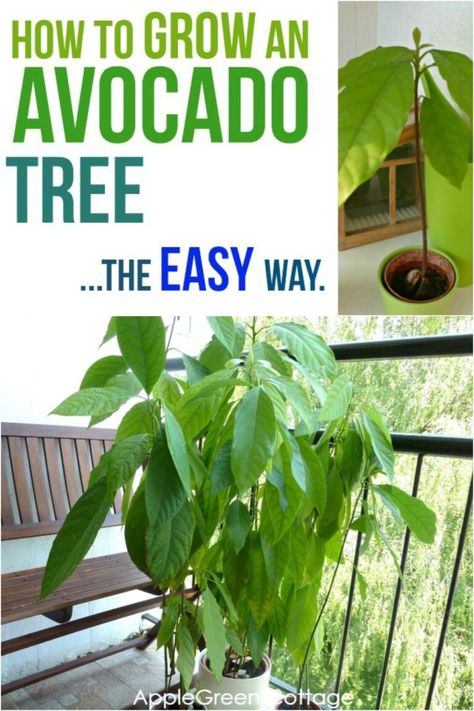 How To Grow Avacoda From Seed, Grow Avocado From Seed, Grow Avocado From Pit, Avocado From Seed, Avocado Plant From Seed, Avocado Plant, Grow Avocado, Avocado Seed, Avocado Tree