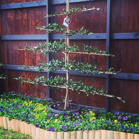 Camellia Espalier, Espalier Fence, Espalier Trees, Espalier Fruit Trees, Rose Gardening, Landscape Plan, Mediterranean Garden, Formal Gardens, Garden Boxes